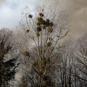 Arbres et parasites sur un ciel menaçant - Belgique  - collection de photos clin d'oeil, catégorie paysages